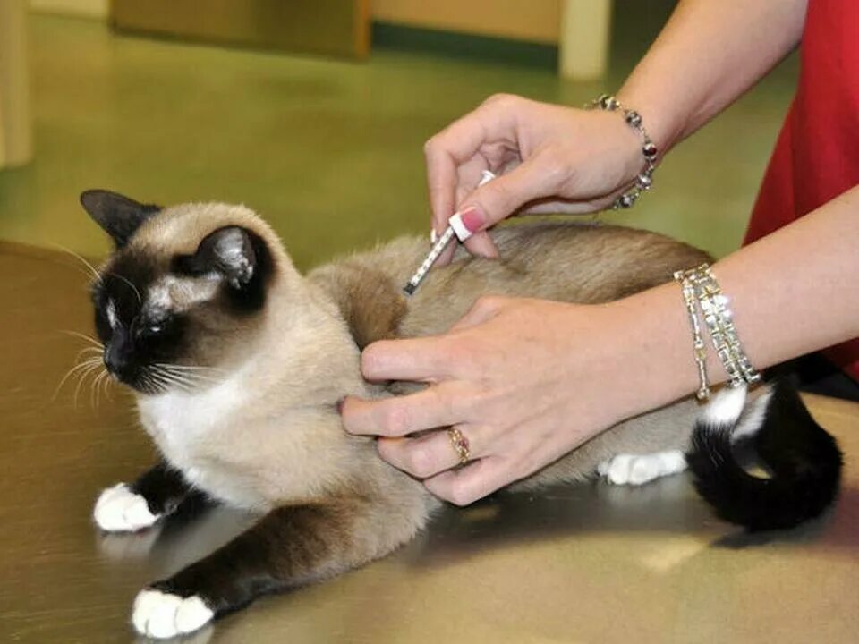 Где сделать бесплатную прививку кошкам. Укол кошке. Вакцинация собак и кошек. Прививка в холку кошке.