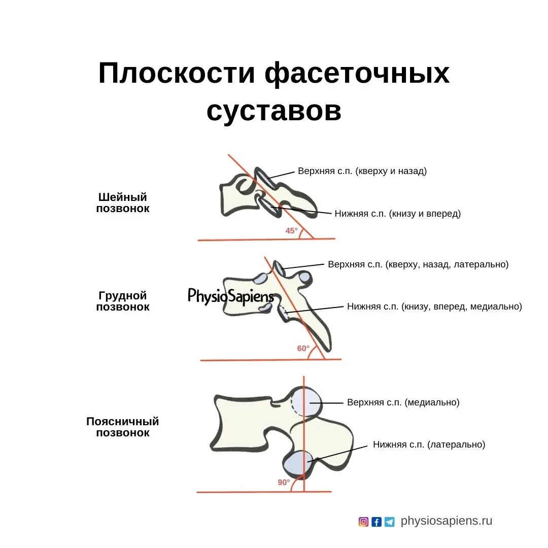 Чебоксары суставы операция. Фасеточные суставы поясничного отдела позвоночника. Фасеточный сустав позвонка. Фасеточные суставы грудного отдела позвоночника. Фасеточный синдром поясничного.