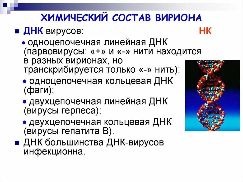 Двунитевые ДНК вирусы. Химическийсостпв вириона. Химический состав вирионов. Химическая структура вириона.