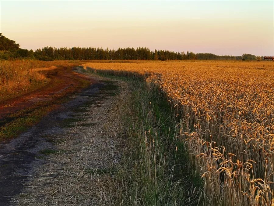 The road in the rye. Полевая дорога. Проселочная дорога в поле. Рожь рожь дорога Полевая. Лето полевые дороги.