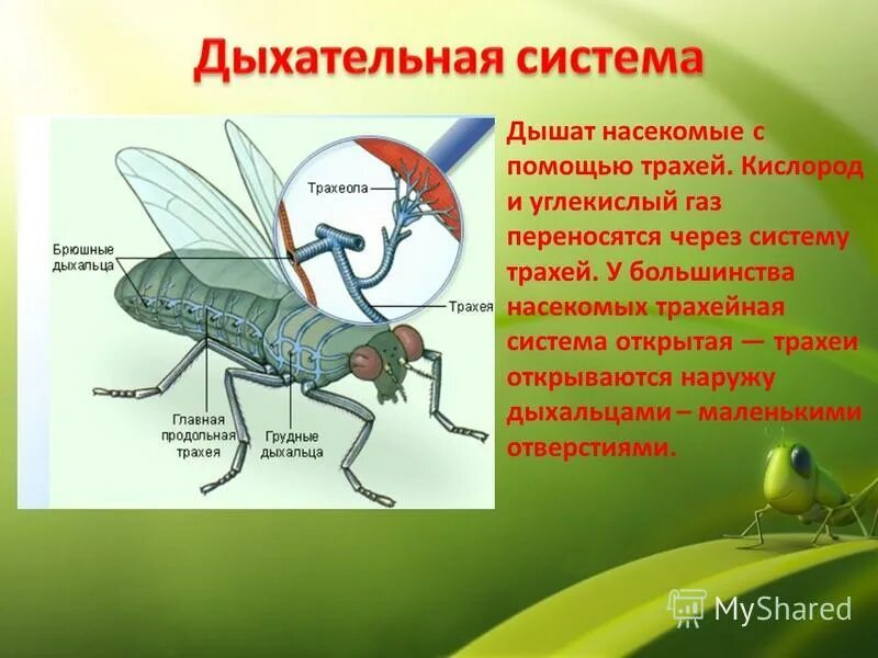 К бескрылым насекомым относятся. Дыхальца насекомых расположены на. Трахейное дыхание у насекомых. Дыхательная система органов насекомых.