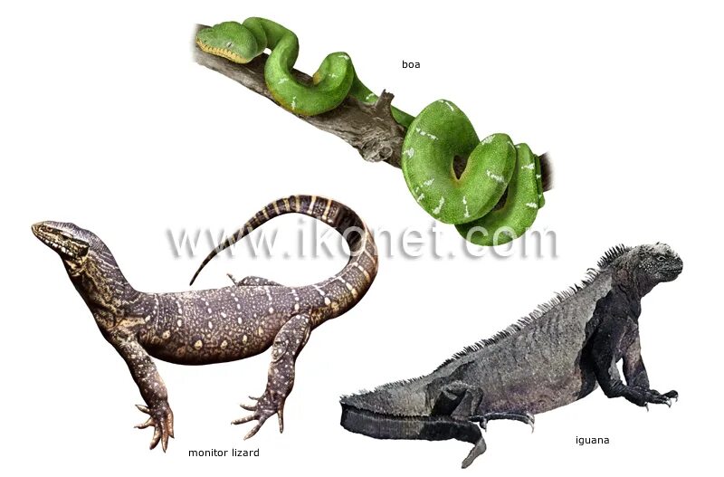 Reptile examples.