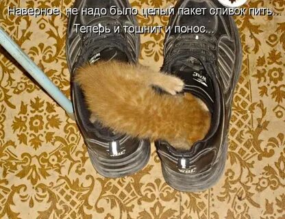 Когда будут поносить вас