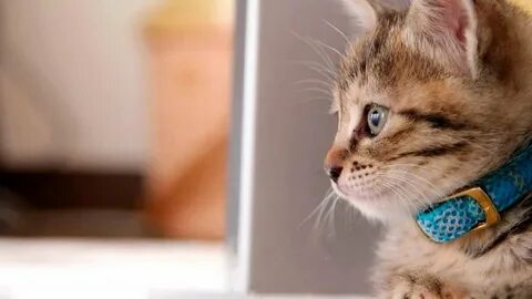 Кот на рабочий стол компьютера
