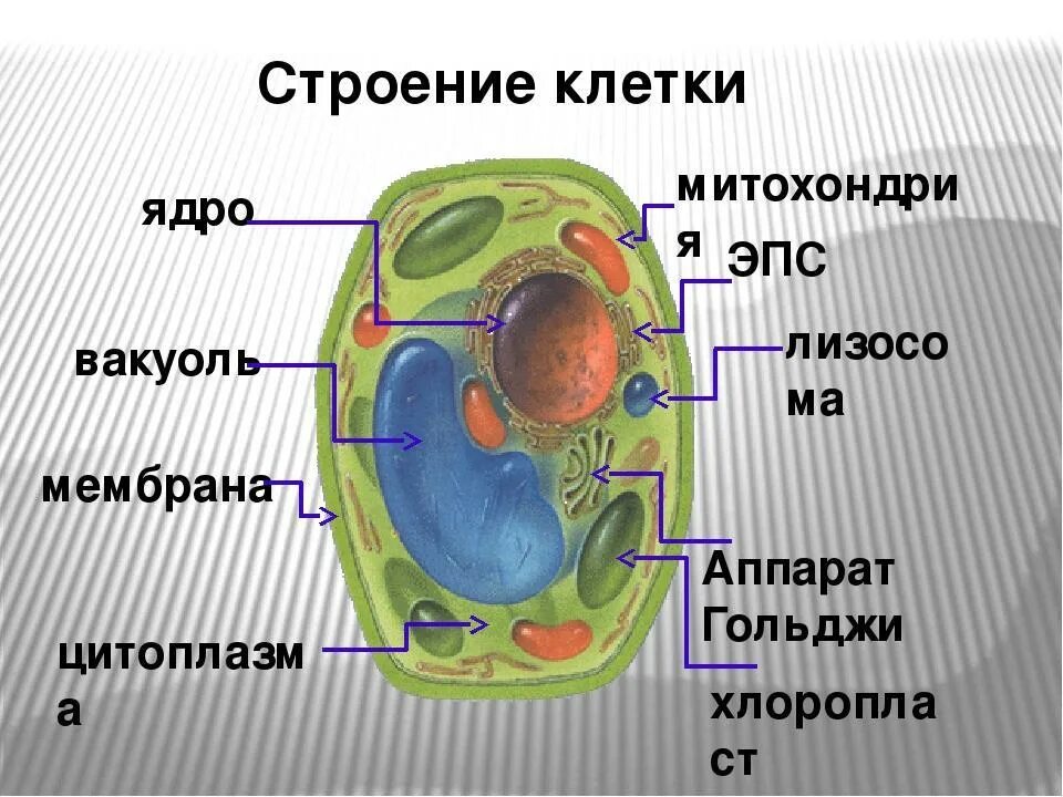 Деление цитоплазмы формирование экваториальной