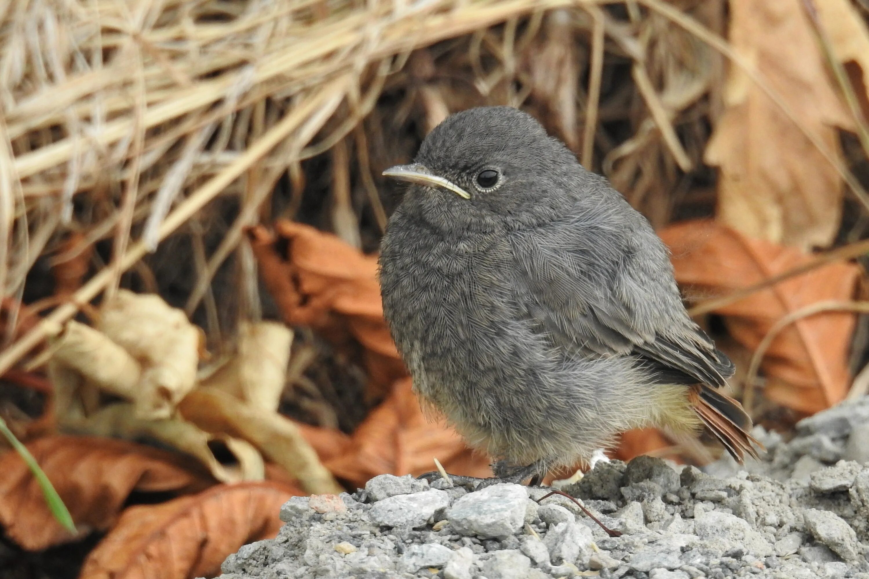 Серая птица. Gray catbird птица. Горихвостка чернушка мухоловка. Темно серые маленькие птички. Темно серые маленькие птички.
