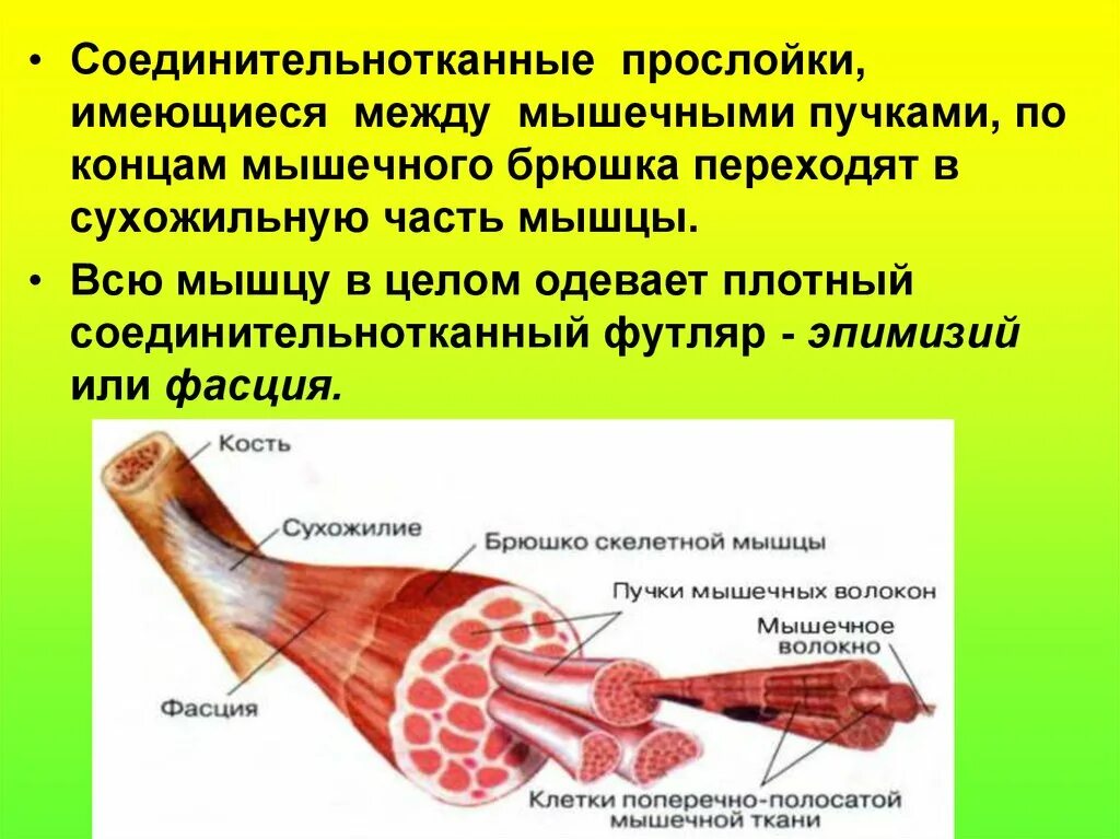 Функция соединительной ткани в мышцах