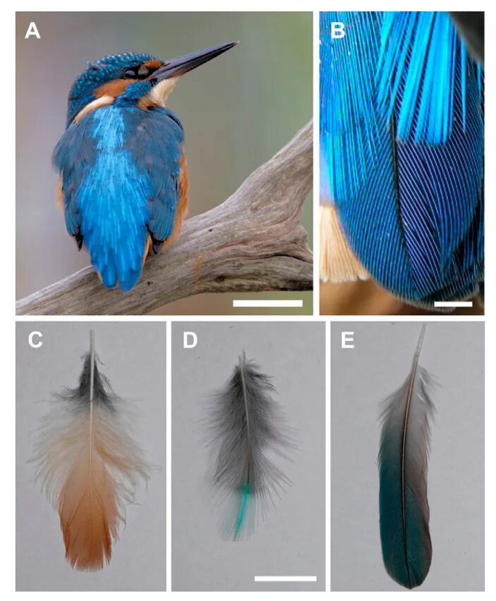 Оперение птицы название. Перья птиц. Красивые перья птиц. Птичье перо. Синее перо.