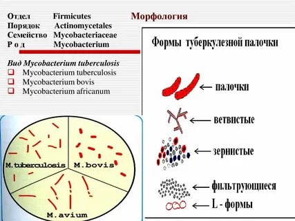 Микобактерия туберкулеза микробиология