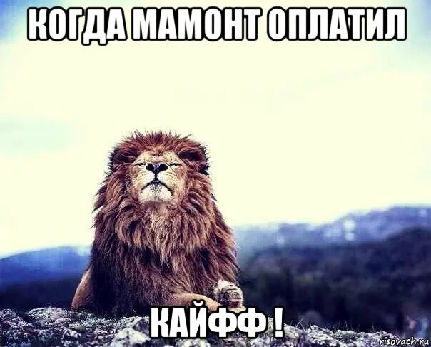 Заскамил мамонтов мем. Скам мемы. Лох не мамонт мем. Мамонт заскамил мамонта. Мамонт куда переводить.