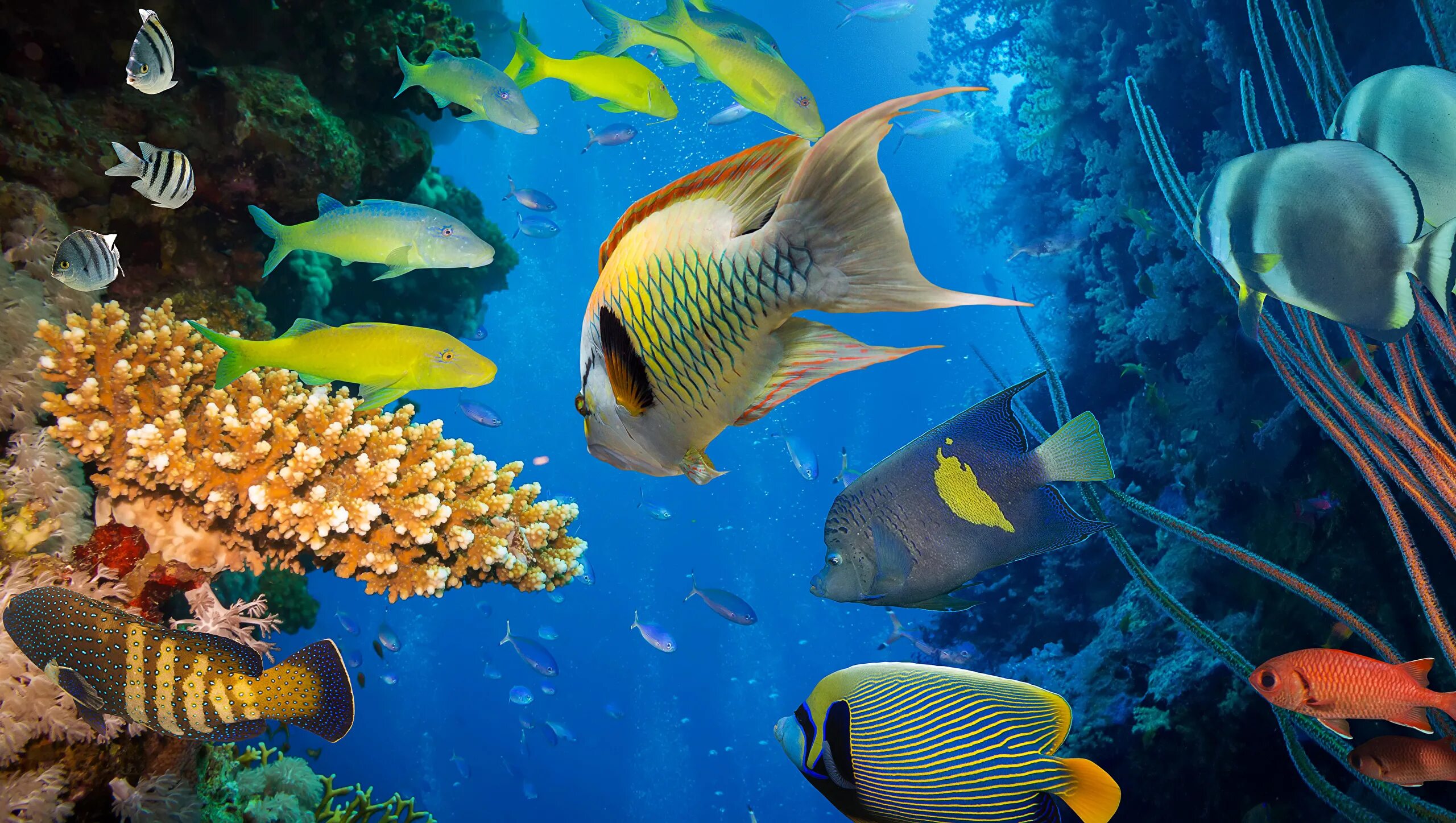 Про рыб океана. Морские рыбки. Рыбы в океане. Коралловые рыбки. Морской мир рыбы.