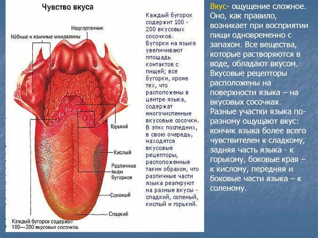 Языка и т п с. Вкусовые сосочки сбоку языка. Строение языка рецепторы вкуса. Слизистая оболочка языка анатомия. Вкусовые рецепторы на языке.