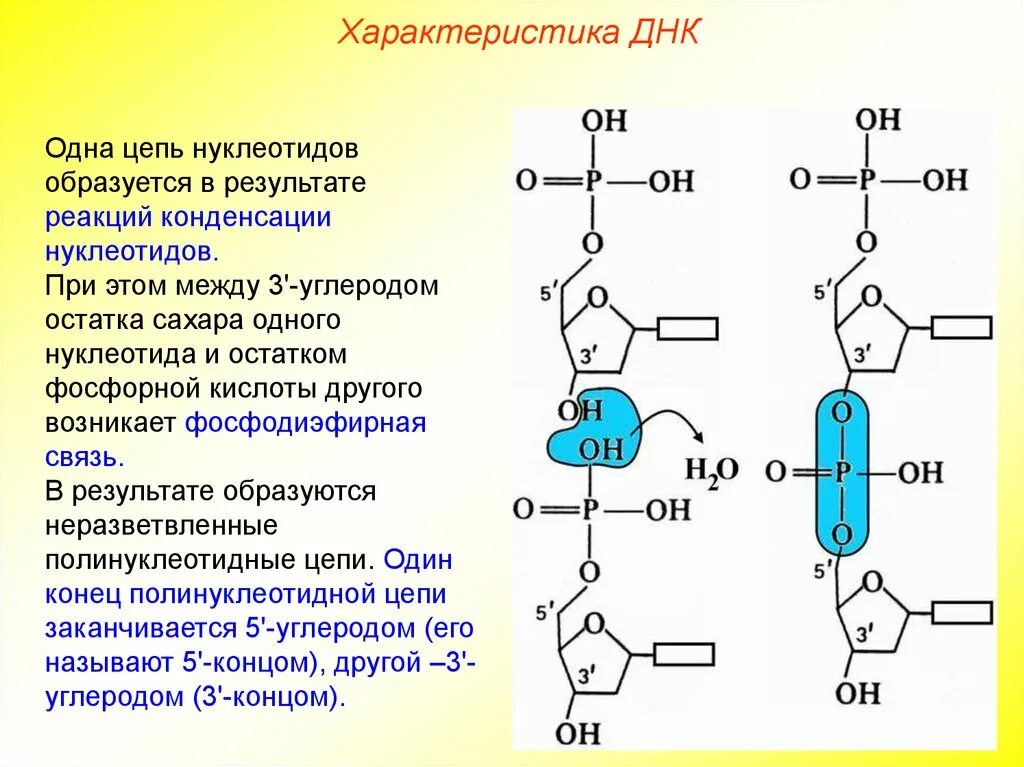 Как называется принцип расположения нуклеотидов. Фосфодиэфирная связь в нуклеиновых кислотах. Тип связи между нуклеотидами в РНК. Образование фосфодиэфирной связи между нуклеотидами. Рибонуклеиновая кислота РНК цепочка остатки фосфорной кислоты.