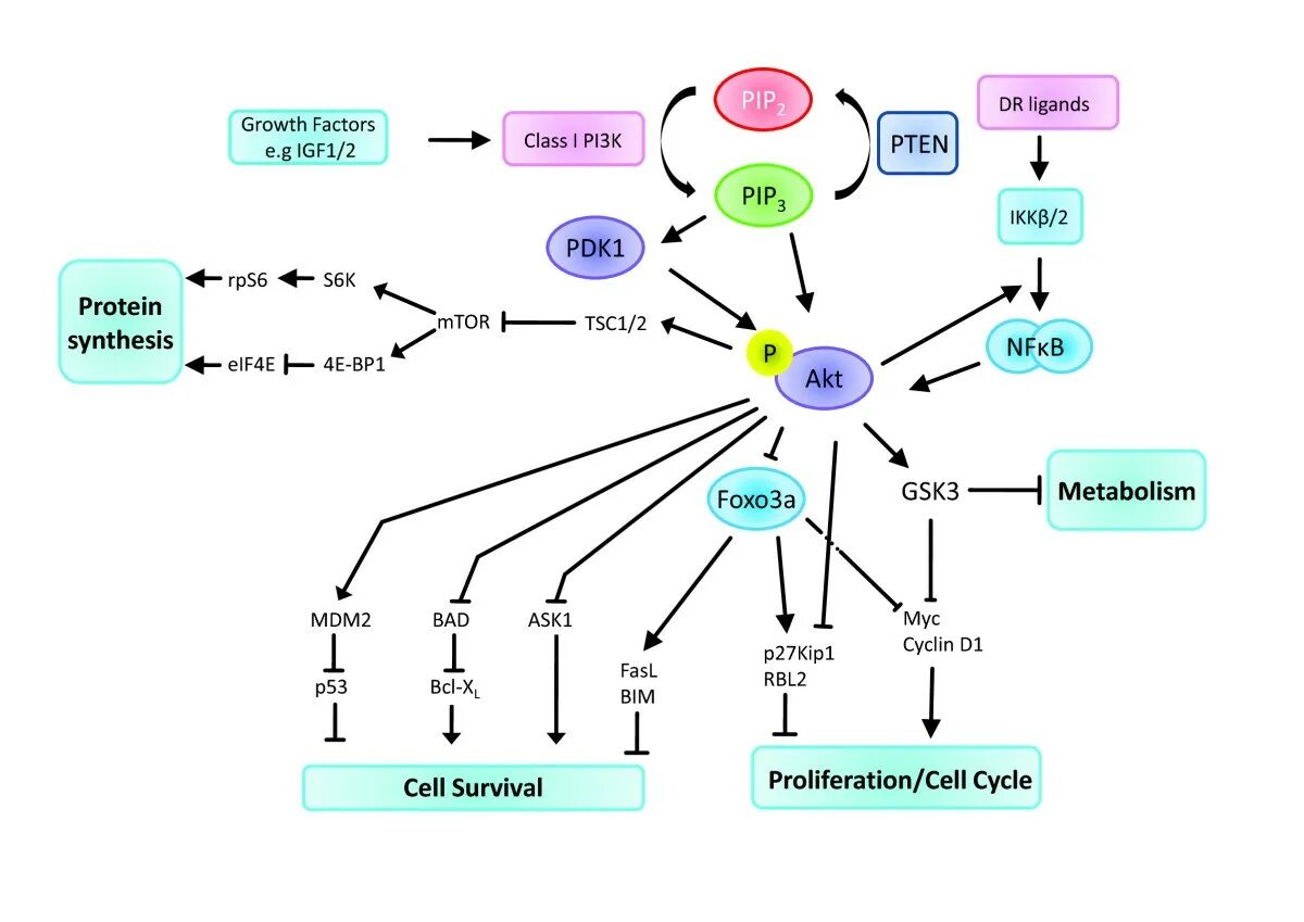 Pi3k Akt сигнальный путь. Akt/MTOR сигнальный путь. Путь pi3k/Akt. Pi3 киназа. 3.3 k