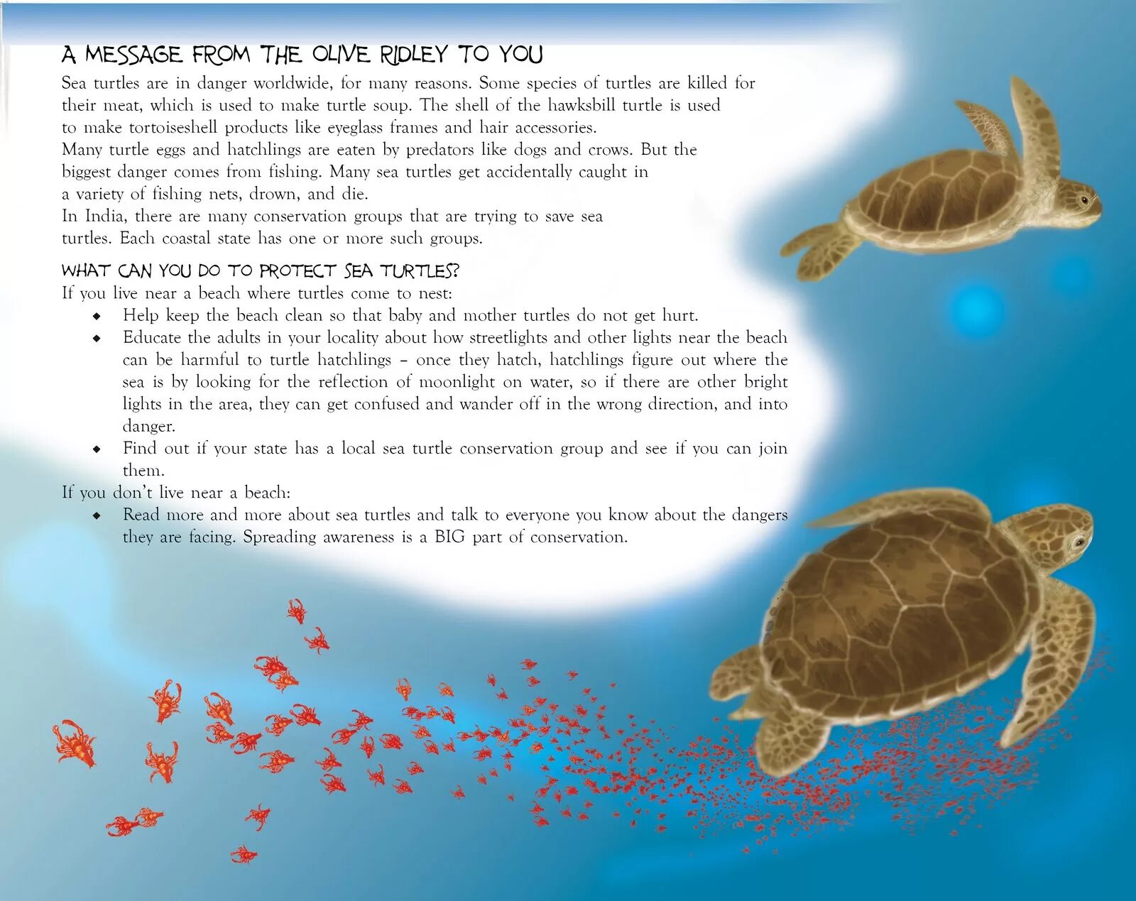 Make the turtle. Turtle story. save the turtles. the turtle conservancy. poem sea turtle.