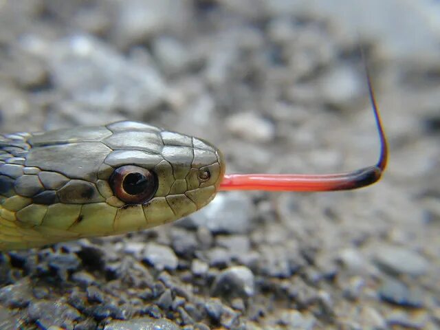 Змеи греции. Полезные свойства змей в Китае. Чем лечить змею простуда.