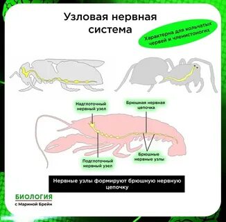Какой тип нервной системы у млекопитающих