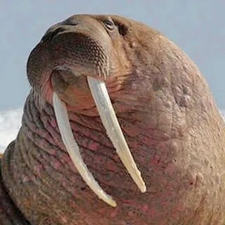 Бивень моржа