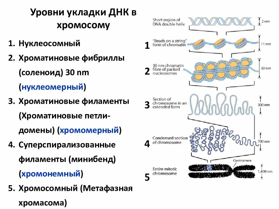 Уровни упаковки ДНК В составе хроматина биохимия. Уровни укладки ДНК В составе хроматина. Уровни упаковки ДНК В хромосоме эукариот. Уровни компактизации ДНК эукариот. Схема компактизации наследственного материала клетки