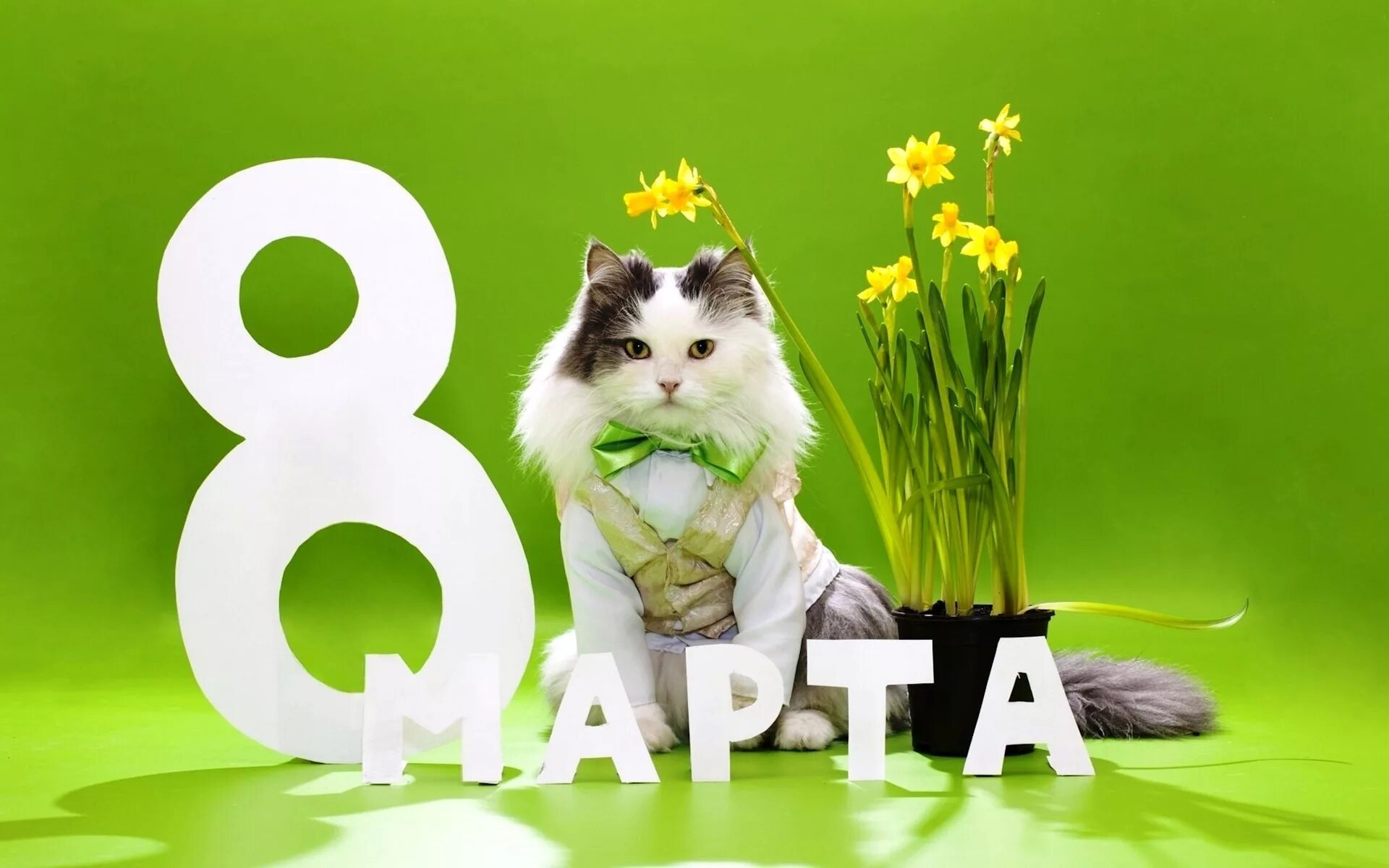 8с. Открытка на 8 марта. Кот поздравляет с 8 марта. Открытки с 8 марта с котиками. Поздравление с 8 марта с котом.