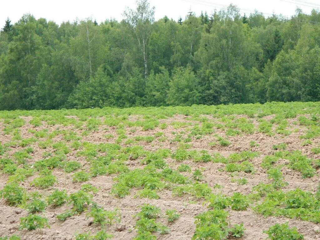 Полевой участок что можно. Неиспользуемые сельскохозяйственные земли. Земли сельхозназначения. Заброшенные земли сельхозназначения. Полевой участок.