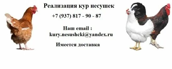 Курицы бузулука. Несушки ру. Реклама продажа кур несушек. Реклама кур несушек.