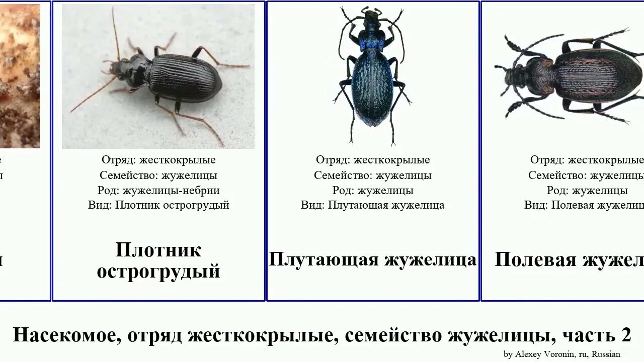 Тускляк Жук жужелица. Строение жука жужелица. Жужелицы-небрии. Жесткокрылые жесткокрылые.