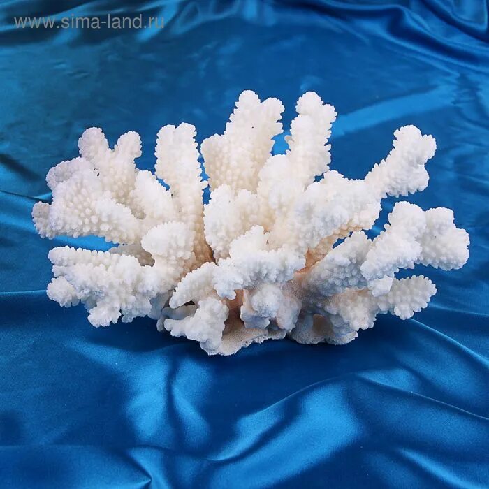 Морские кораллы. Коралл пластиковый sh9009xlw. Озон кораллы. Коралл белый натуральный. 713ka грот морской коралл.