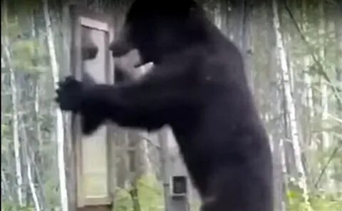 Что случилось с медведем