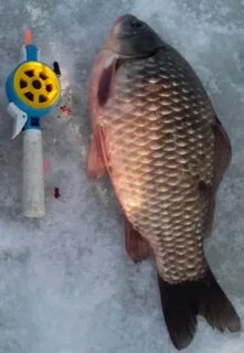 Какие запахи любит карась