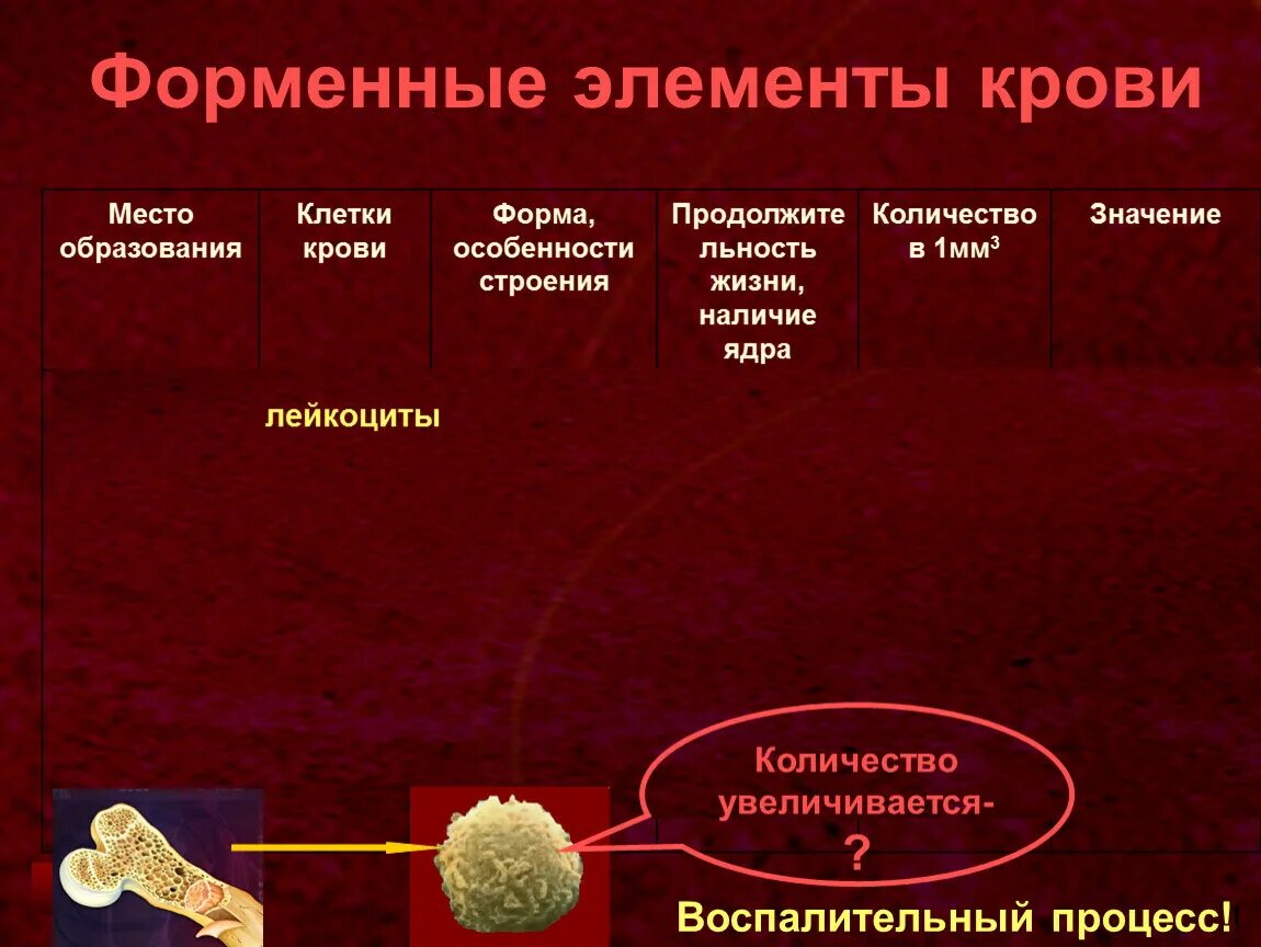 Форменные элементы крови. Место образования форменных элементов крови. Функции форменных элементов крови. Генез форменных элементов крови.