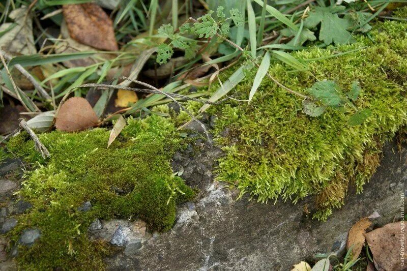 Мох квин. Сфагнум. Как называется мох. Симфиогина мох. Мох криспулус.