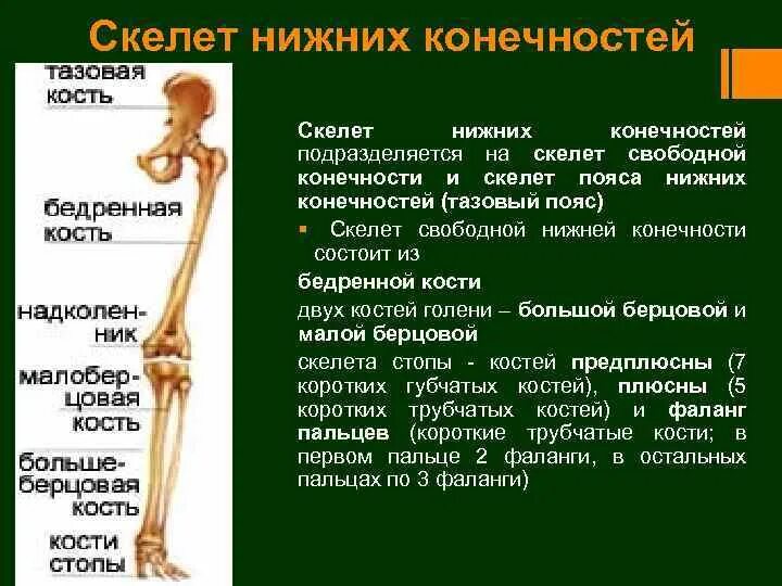 Конечность состоит из