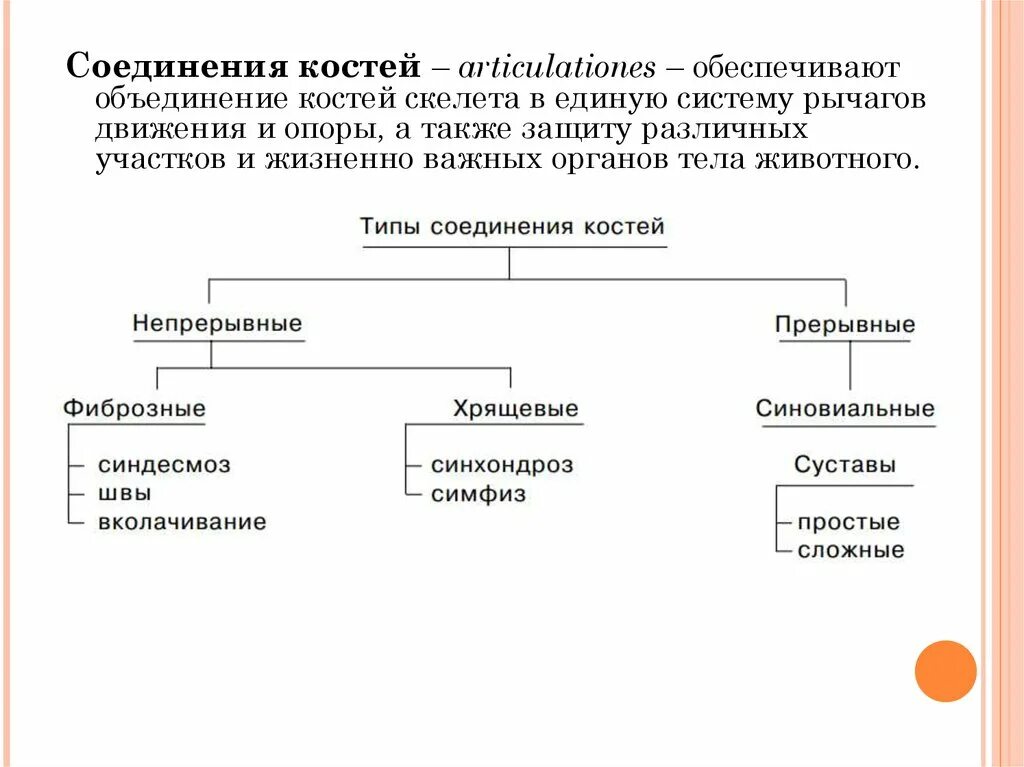 Соединение кости классификация. Классификация соединений костей схема. Классификация соединения костей таблица. Типы соединения костей непрерывные прерывные. Виды соединений костей схема непрерывные.