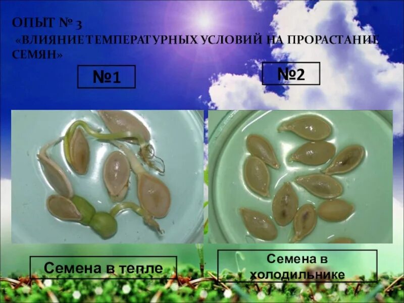 Условия развития семян. Опыт прорастание семян 6 класс биология. Эксперимент по биологии 6 класс прорастание семян. Условия прорастания семян эксперимент. Опыт по проращиванию семян.