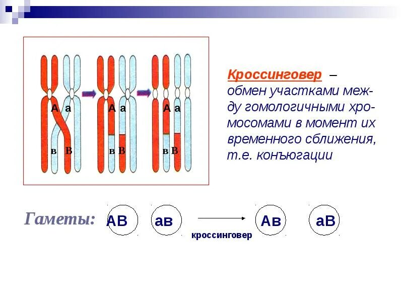 Процесс обмена участками между гомологичными хромосомами. Механизм кроссинговера и конъюгации. Кроссинговер (обмен участками хроматид гомологичных хромосом).. Конъюгация и кроссинговер. Конъюгация хромосом.