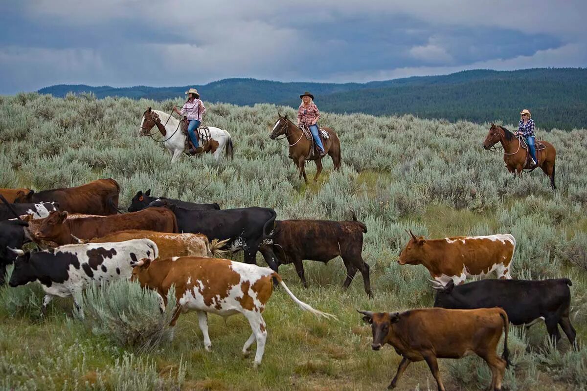 Пастух гонит стадо. Монтана сельское хозяйство штат. Штат Техас ранчо быки. Ранчо рогатого скота в США. Стадо коров.