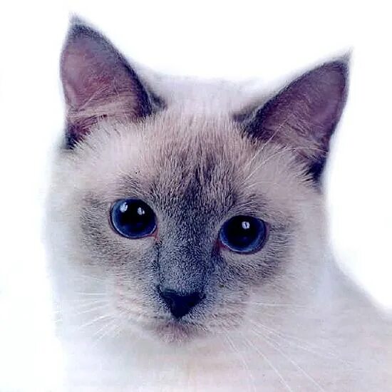 Treasuring cat