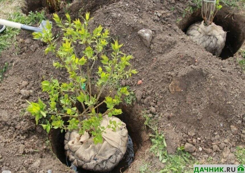 Высадка кустов. Саженцы сирени корни. Посадка. Посадка саженцев. Саженцы в грунте.