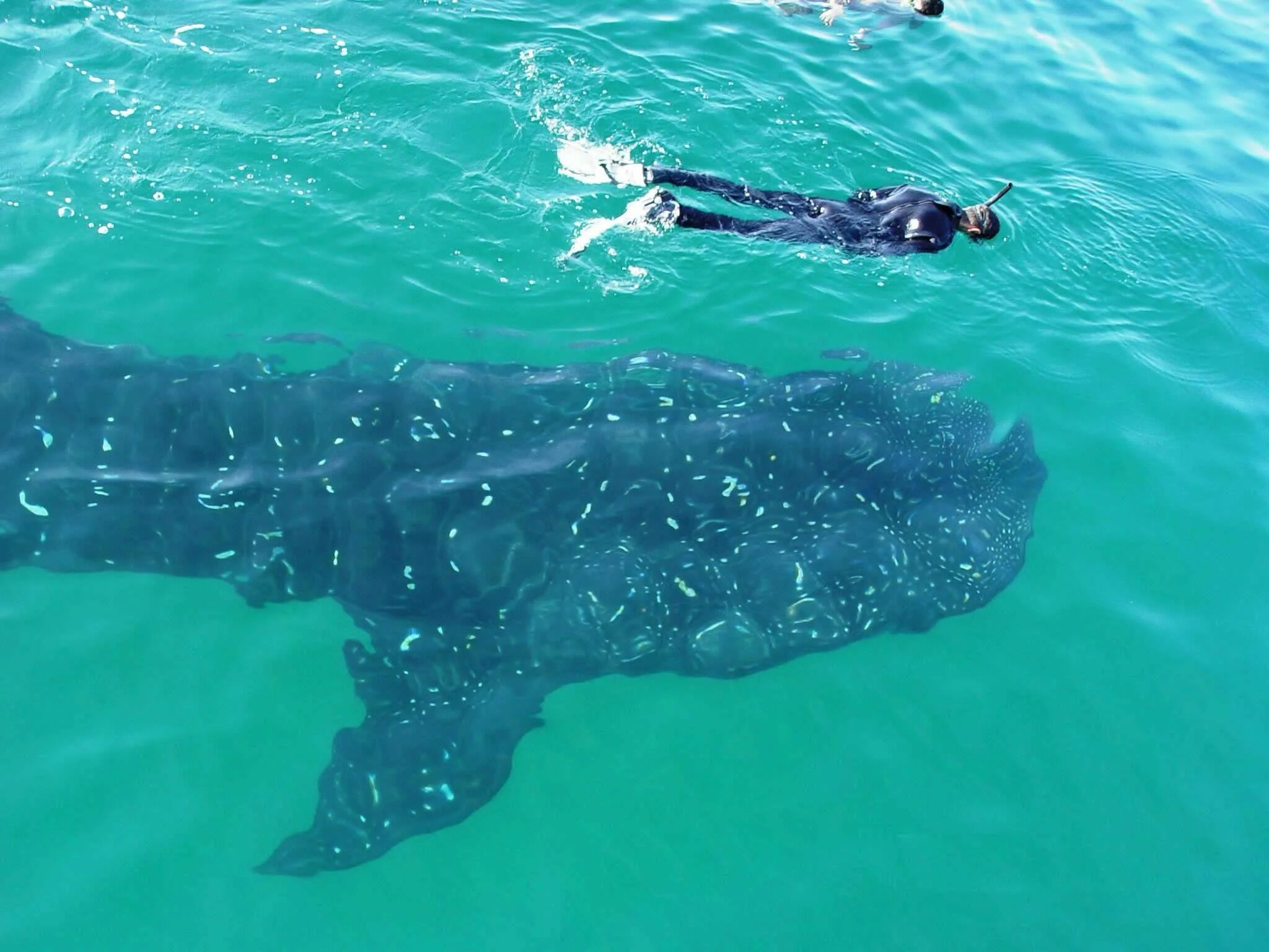 Коста Рика дайвинг. Снорклинг с китовыми акулами. Китовая акула нападает на людей. Плавание с китовой акулой.