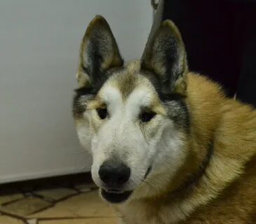 Миозит у собак