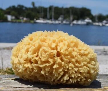 Морской апельсин губка
