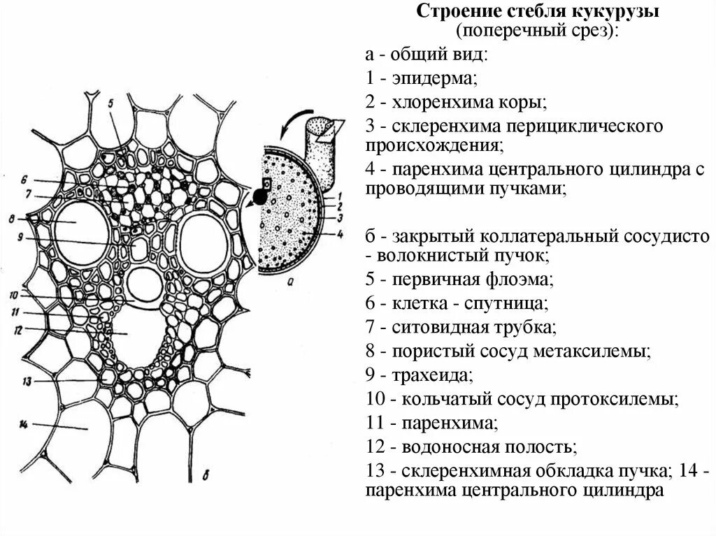 Проводящий пучок однодольного растения. Строение стебля кукурузы на поперечном срезе. Анатомическое строение стебля кукурузы на поперечном срезе. Поперечный срез стебля кукурузы с подписями. Поперечный срез стебля кукурузы.