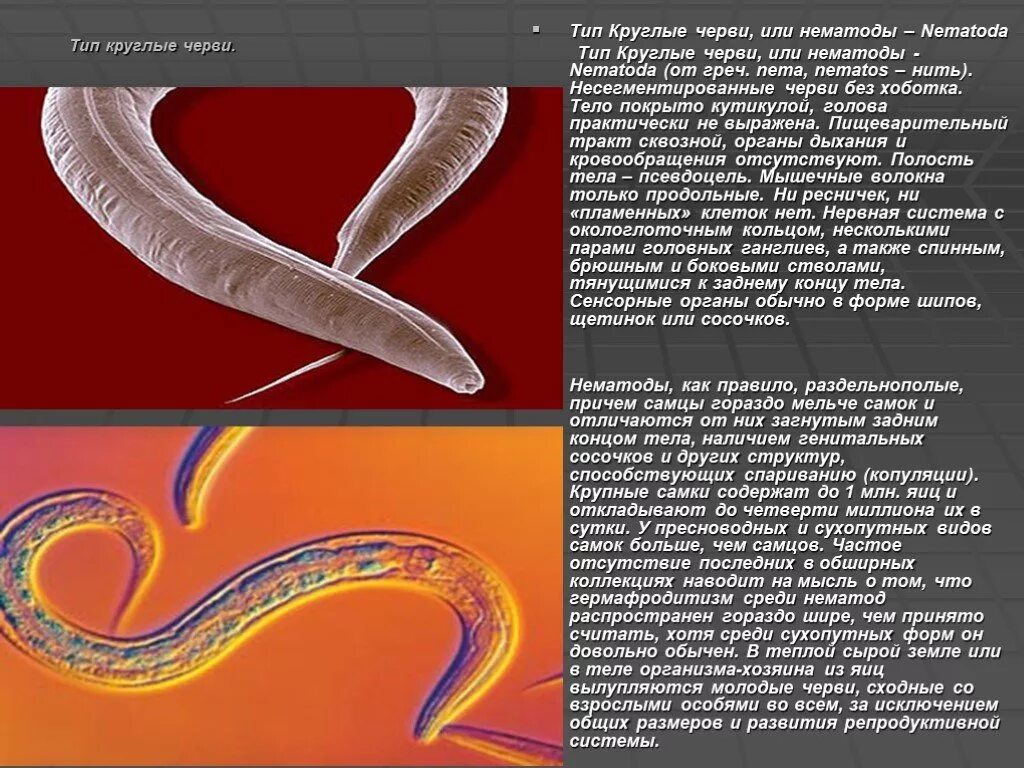 Особенности типа круглые черви. Тип круглые черви нематоды 7 класс. Круглые черви, класс Nematoda;. Нематоды представители у человека. Паразитические нематоды таблица.