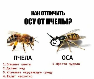Если бы не было пчел