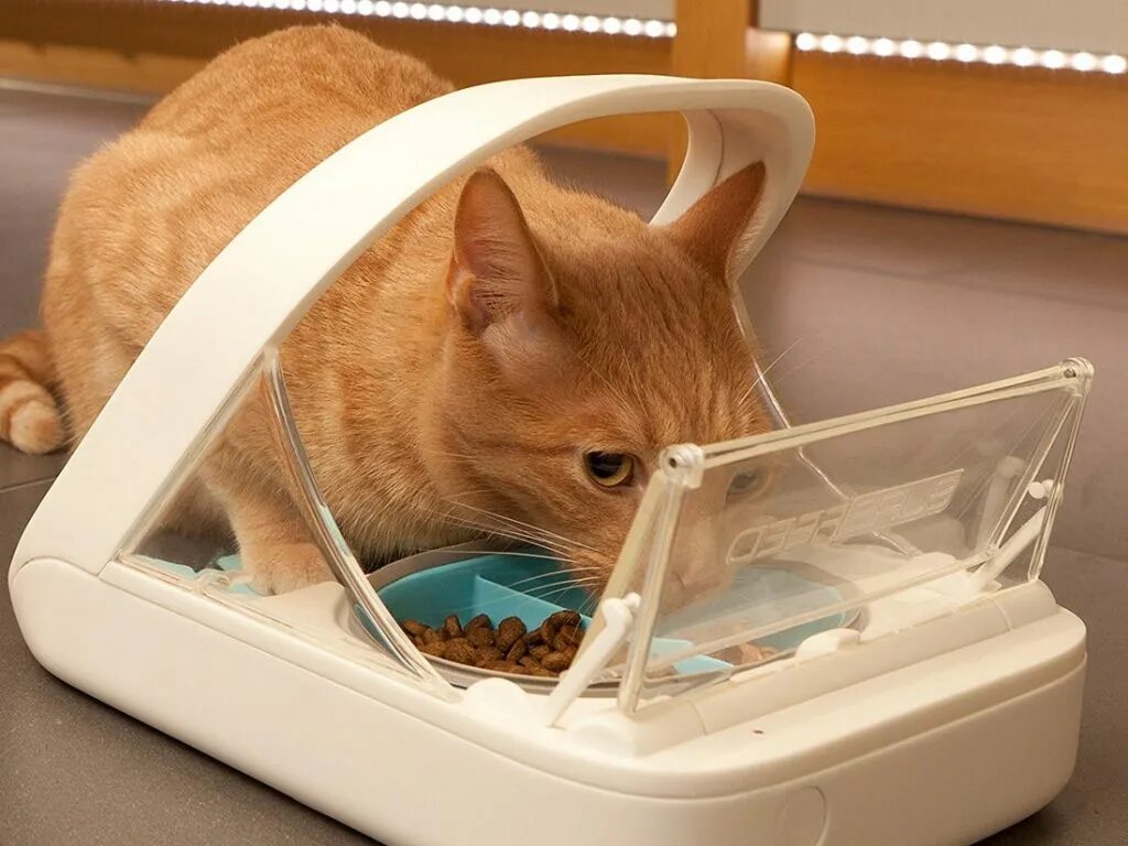 Did you remember feed the cat