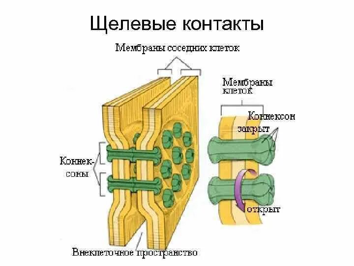 Щелевые контакты соединение клеток. Щелевые соединения нексусы. Щелевое соединение гистология. Межклеточные соединения гистология.