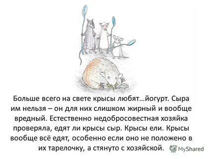 Почему кошкам нельзя сыр