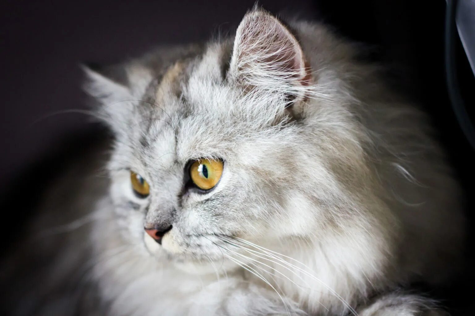 Серебристые породы кошек. Британская длинношёрстная кошка. Британская длинношёрстная кошка серая. Сибирско Персидская кошка. Персидская Сибирская длинношерстная.