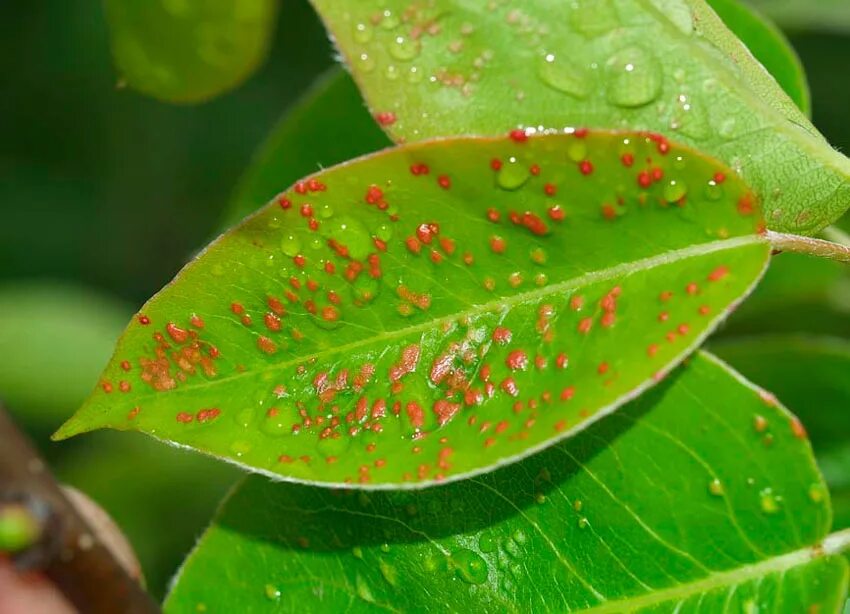 Красные пятна на листьях. Грушевый галловый клещ Eriophyes pyri PGST. Галлица-галловый клещ. Галловый паутинный клещ. Красный галловый клещ.